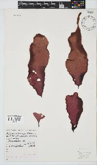 Phyllymenia belangeri image