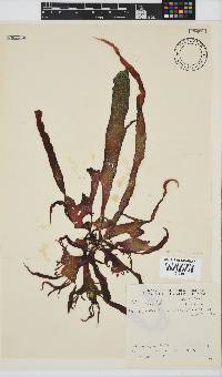 Phyllymenia belangeri image