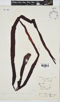 Phyllymenia belangeri image