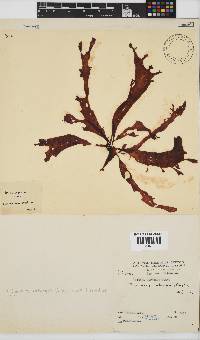 Phyllymenia belangeri image