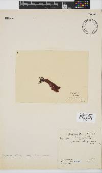 Phyllymenia belangeri image