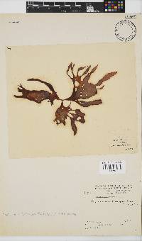 Phyllymenia belangeri image