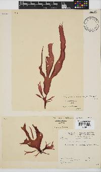 Phyllymenia belangeri image