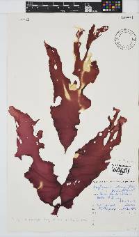 Phyllymenia belangeri image