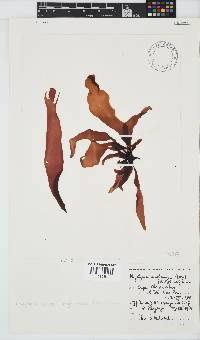 Phyllymenia belangeri image