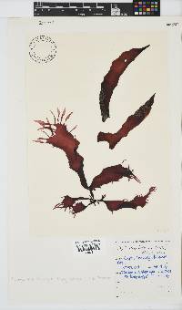 Phyllymenia belangeri image