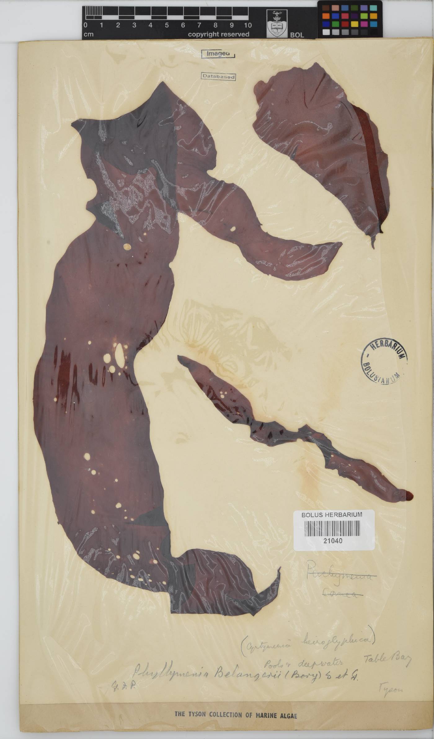 Phyllymenia image