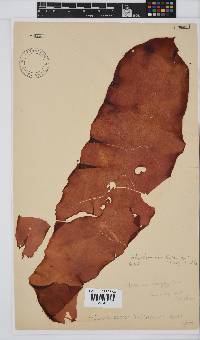 Phyllymenia belangeri image