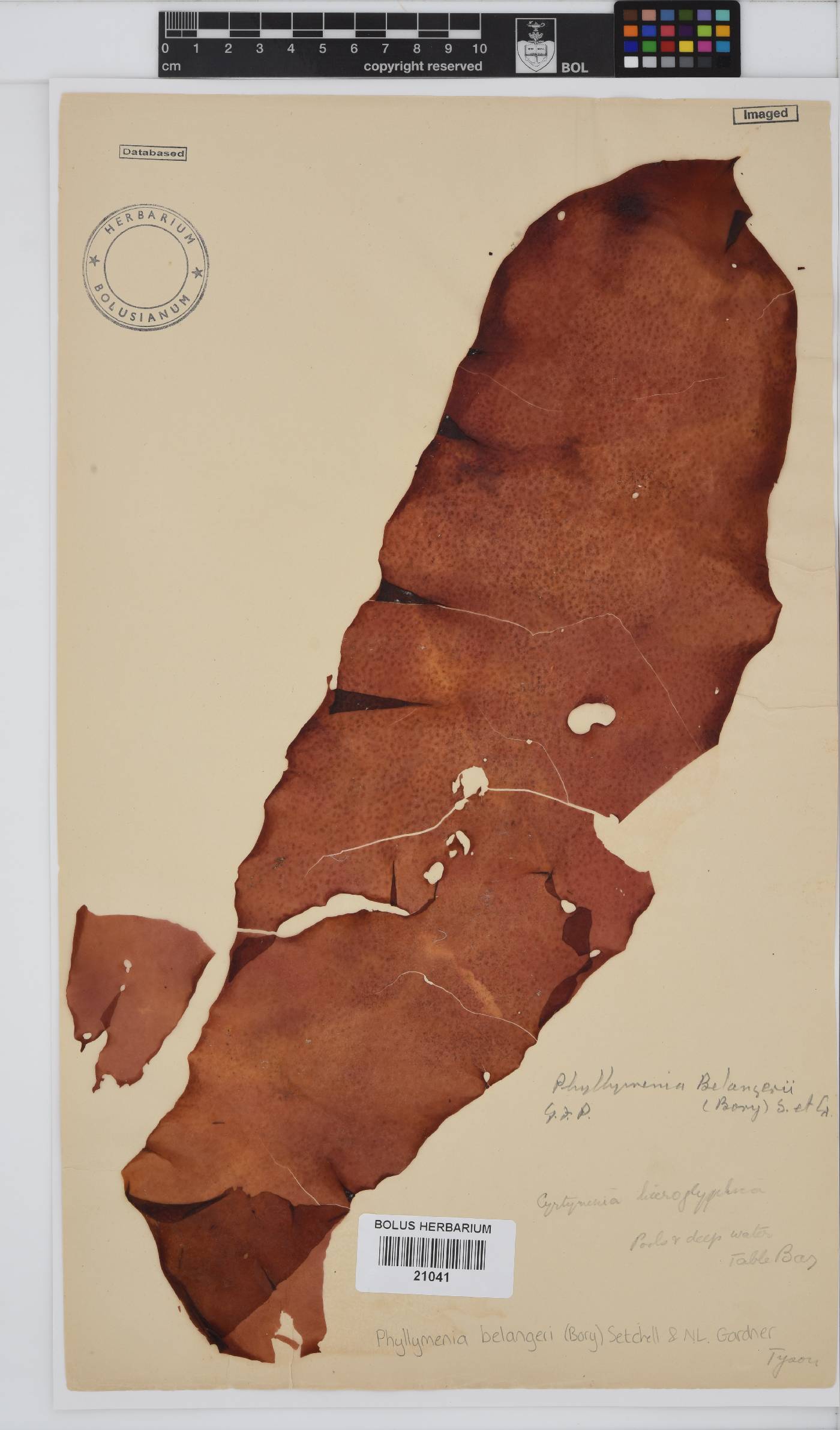 Phyllymenia belangeri image