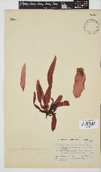 Phyllymenia belangeri image