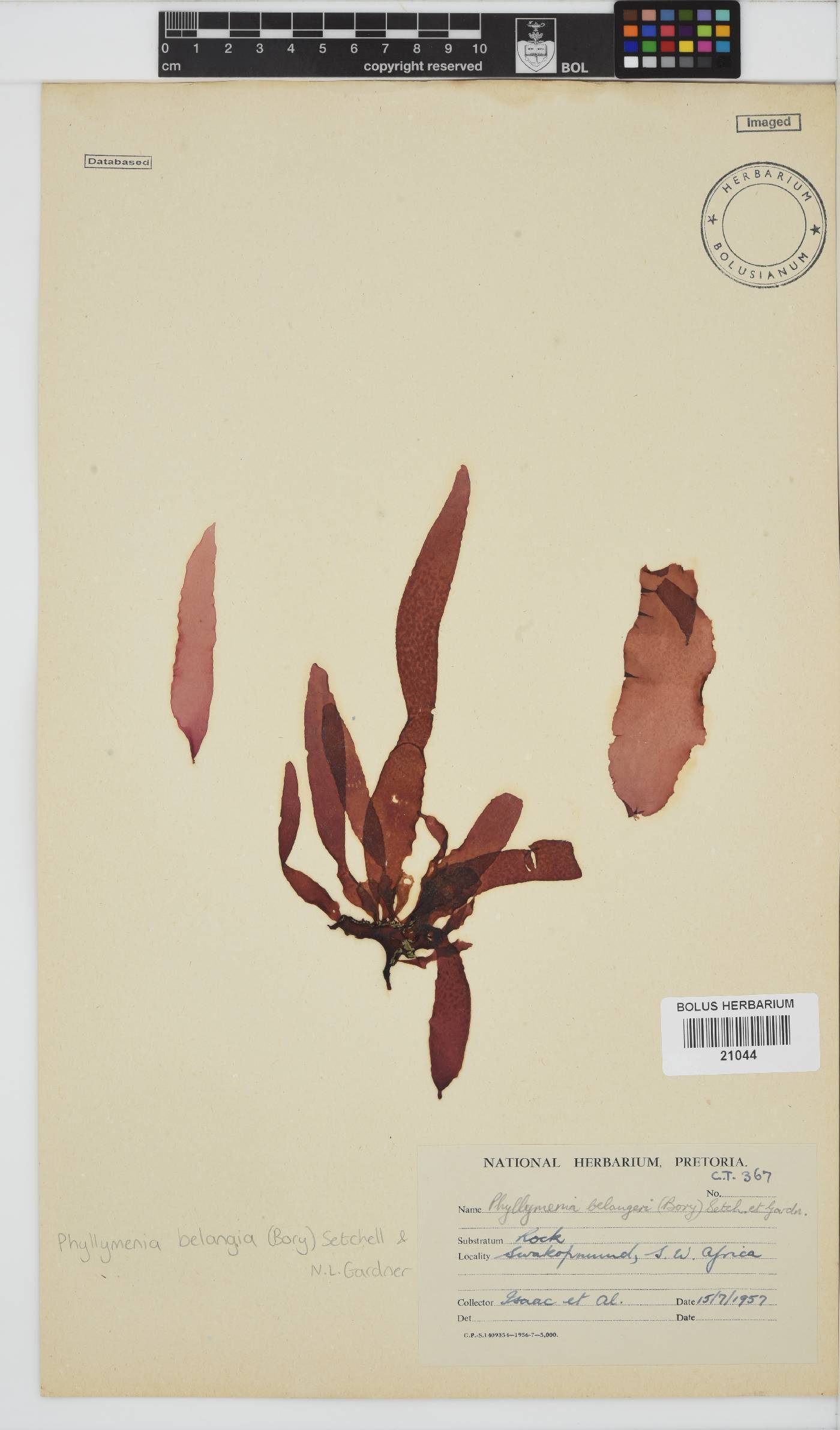 Phyllymenia belangeri image
