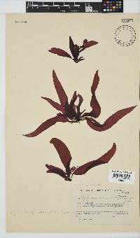 Phyllymenia belangeri image