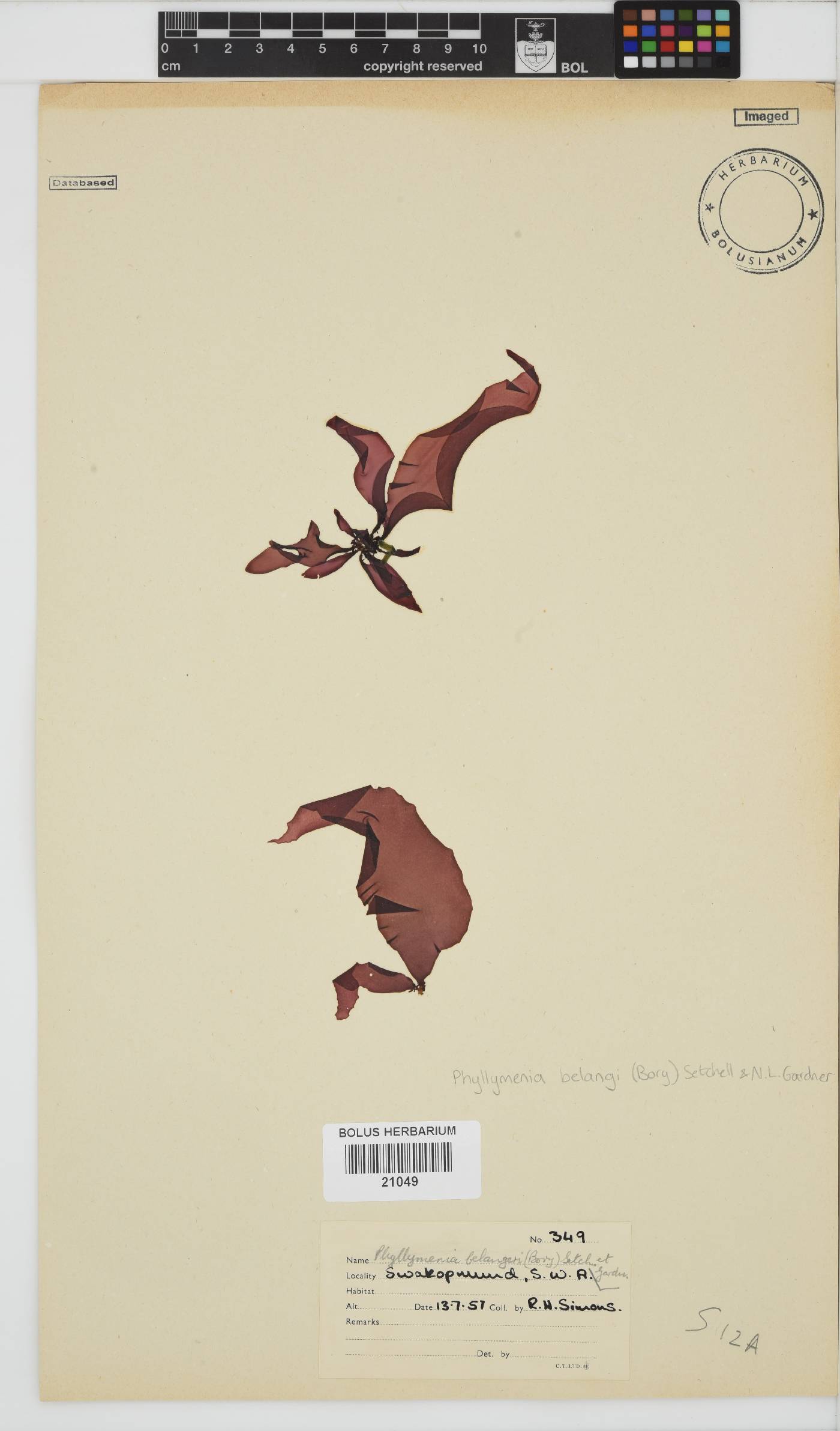 Phyllymenia belangeri image