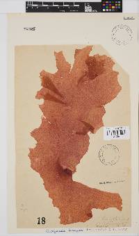 Phyllymenia belangeri image