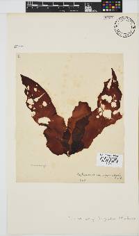 Phyllymenia belangeri image