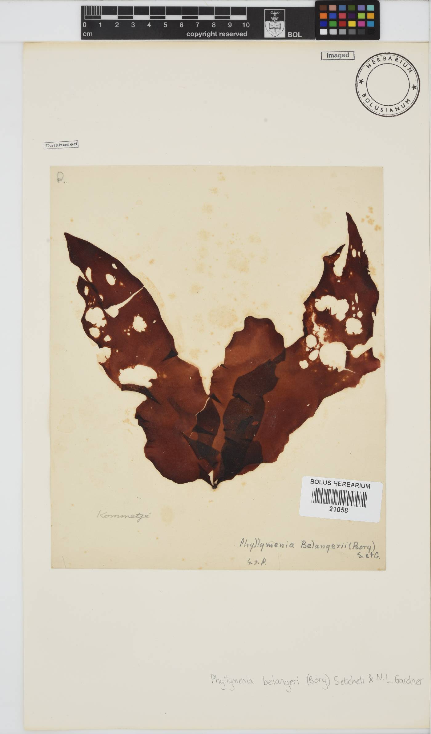 Phyllymenia belangeri image