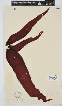 Phyllymenia belangeri image