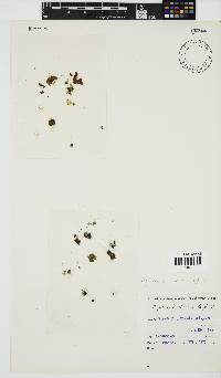 Ramicrusta calcea image