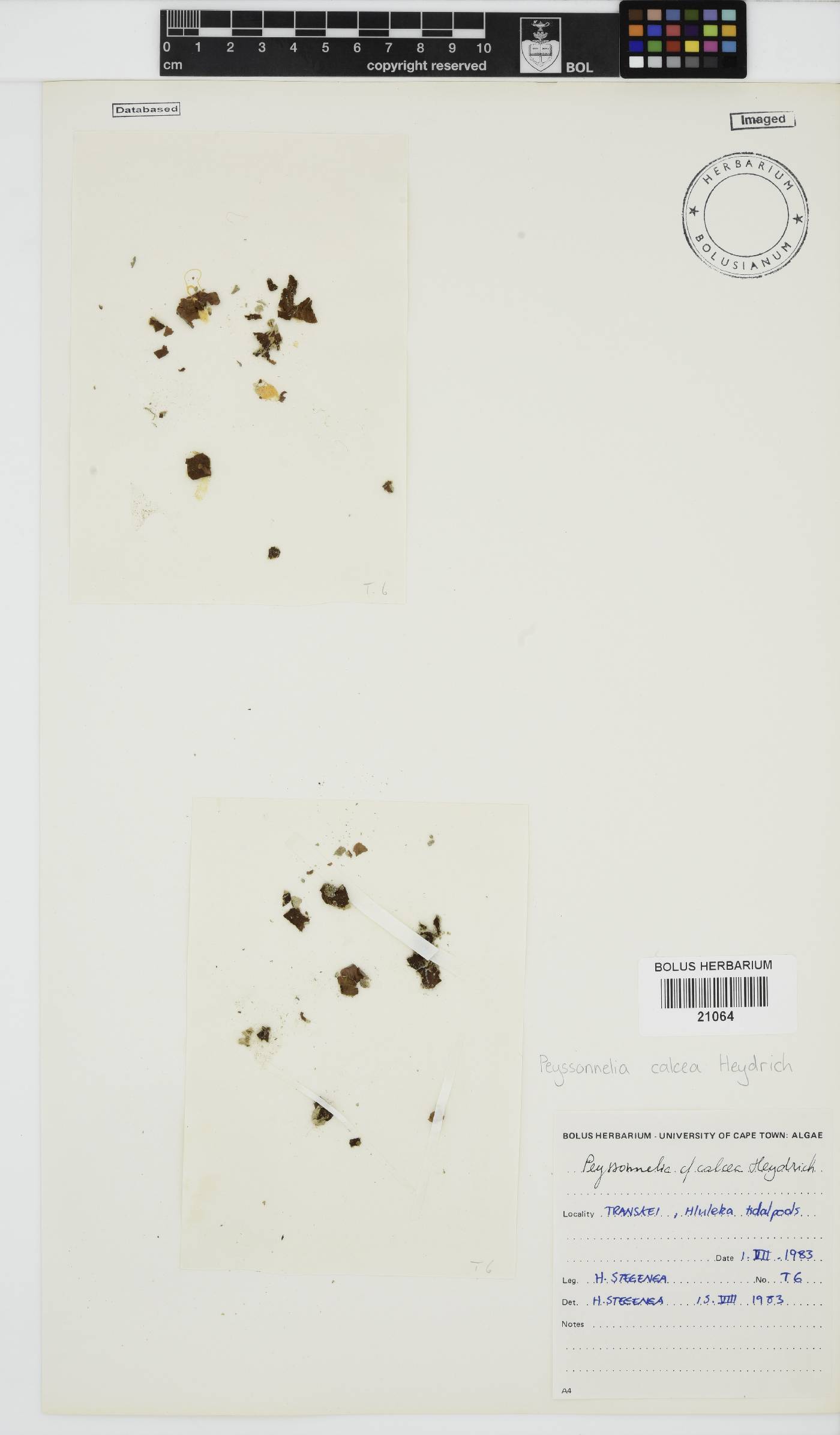 Ramicrusta calcea image