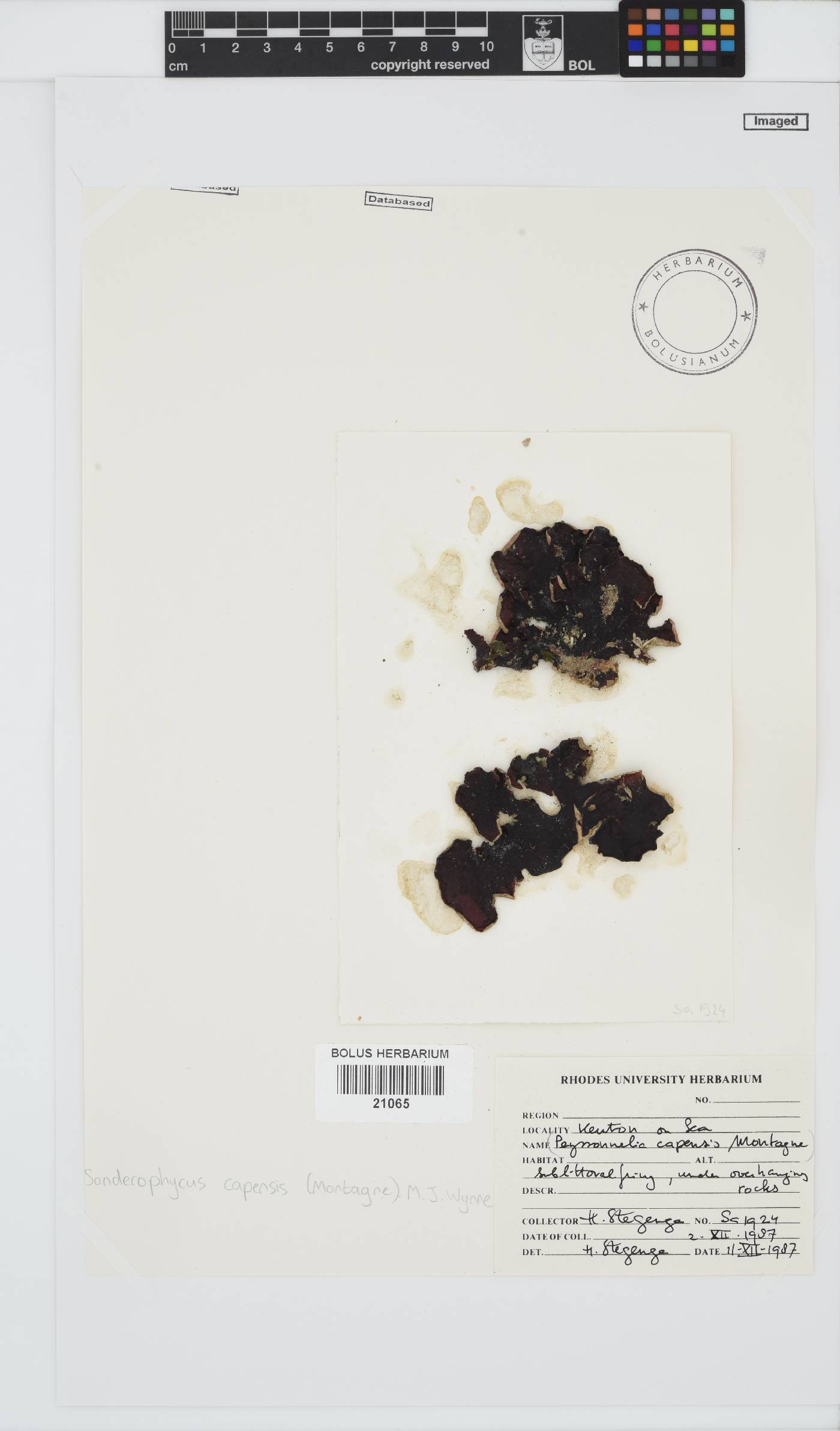 Peyssonneliaceae image