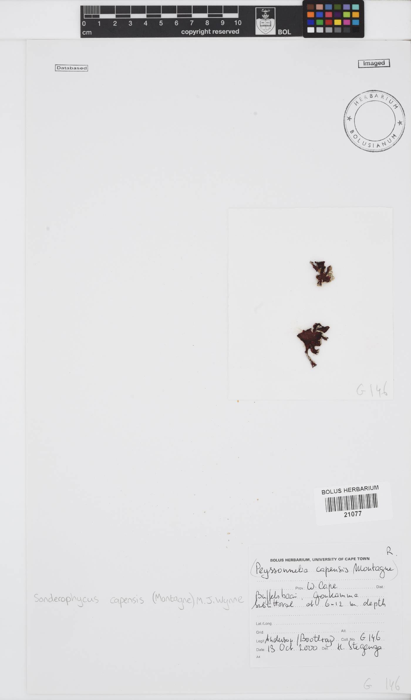 Sonderophycus capensis image