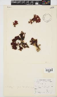 Sonderophycus capensis image
