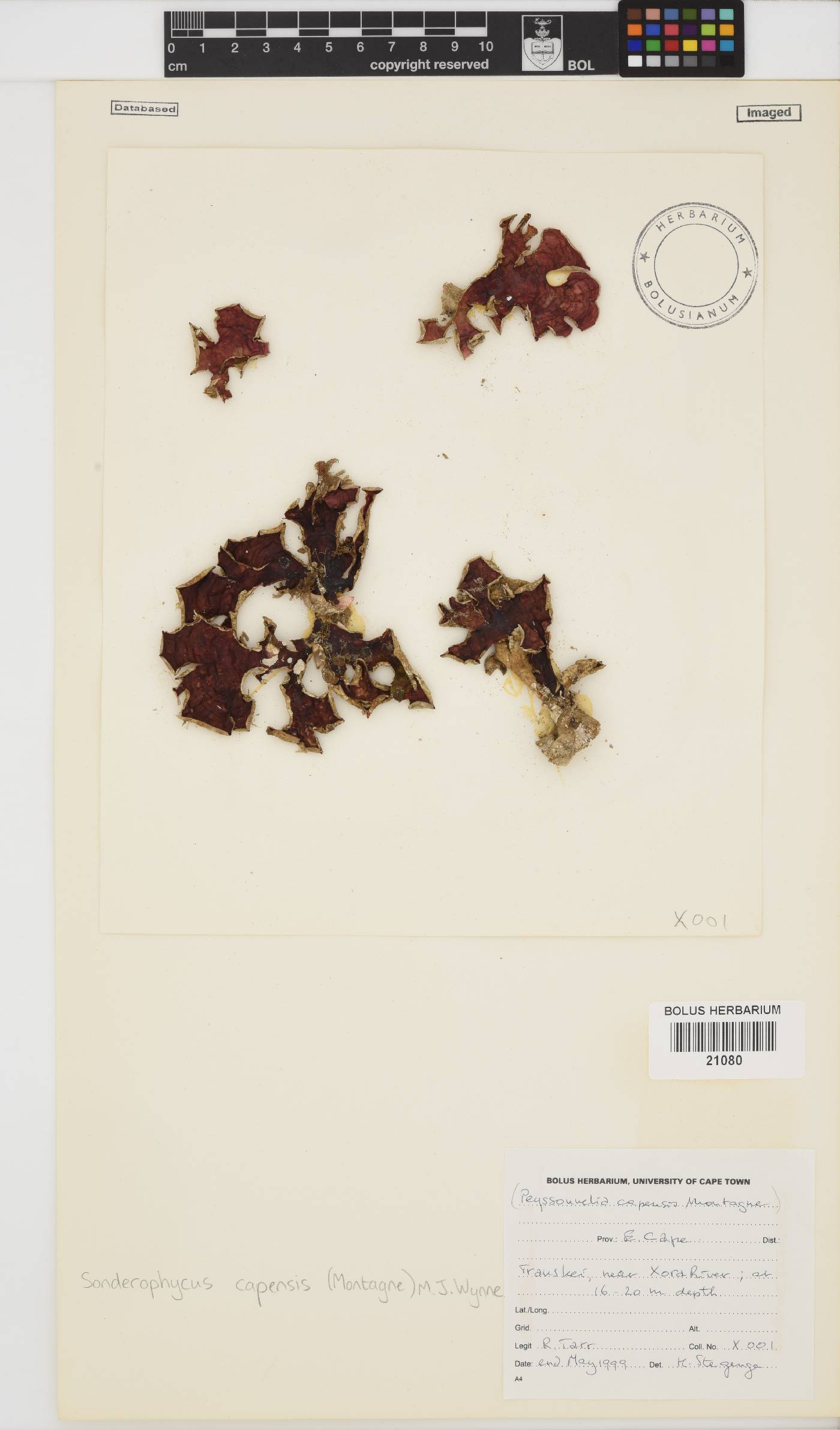Sonderophycus capensis image