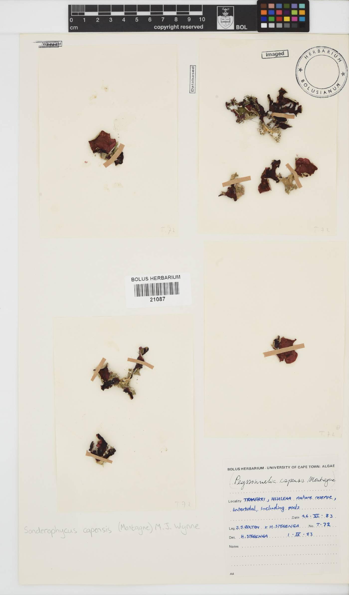 Sonderophycus capensis image