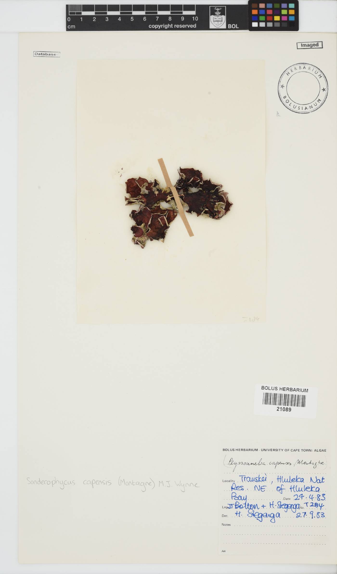 Sonderophycus capensis image