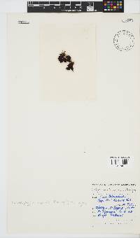 Sonderophycus capensis image