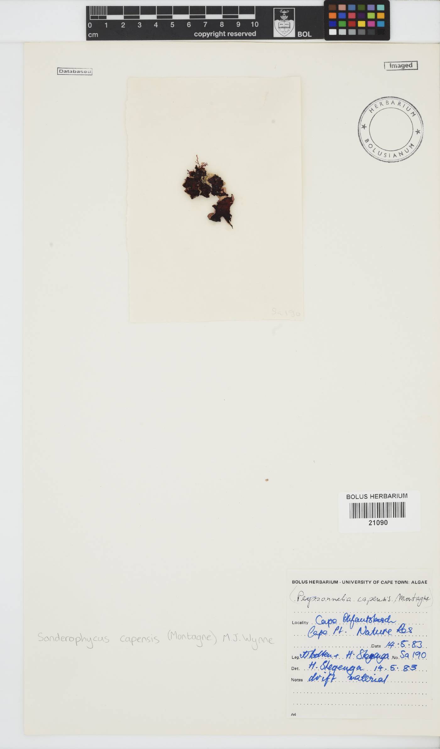 Sonderophycus capensis image