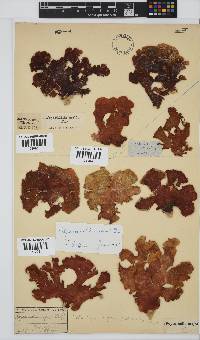 Sonderophycus capensis image
