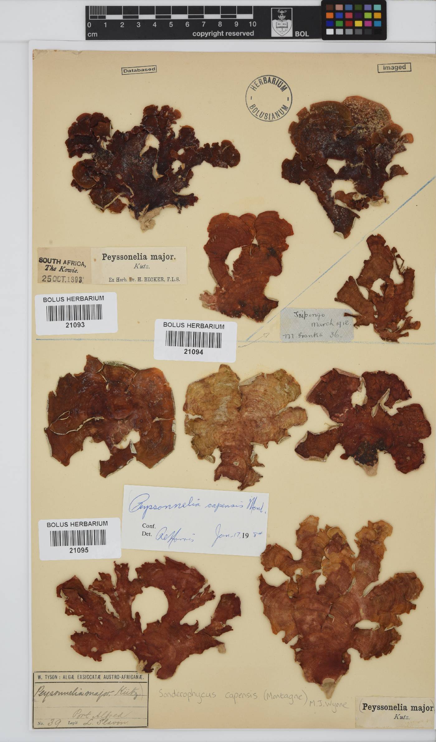 Peyssonneliaceae image