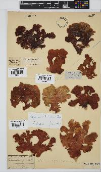 Sonderophycus capensis image