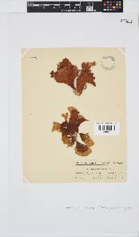 Sonderophycus capensis image