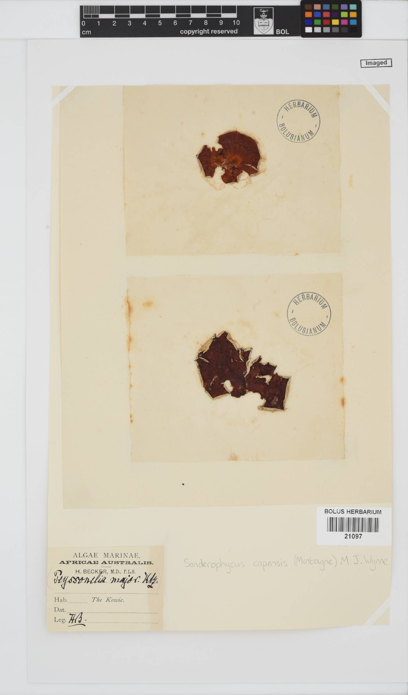 Sonderophycus capensis image