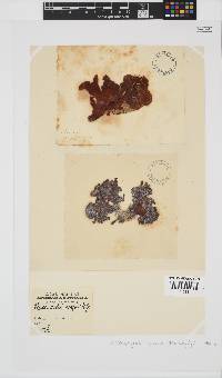 Sonderophycus capensis image