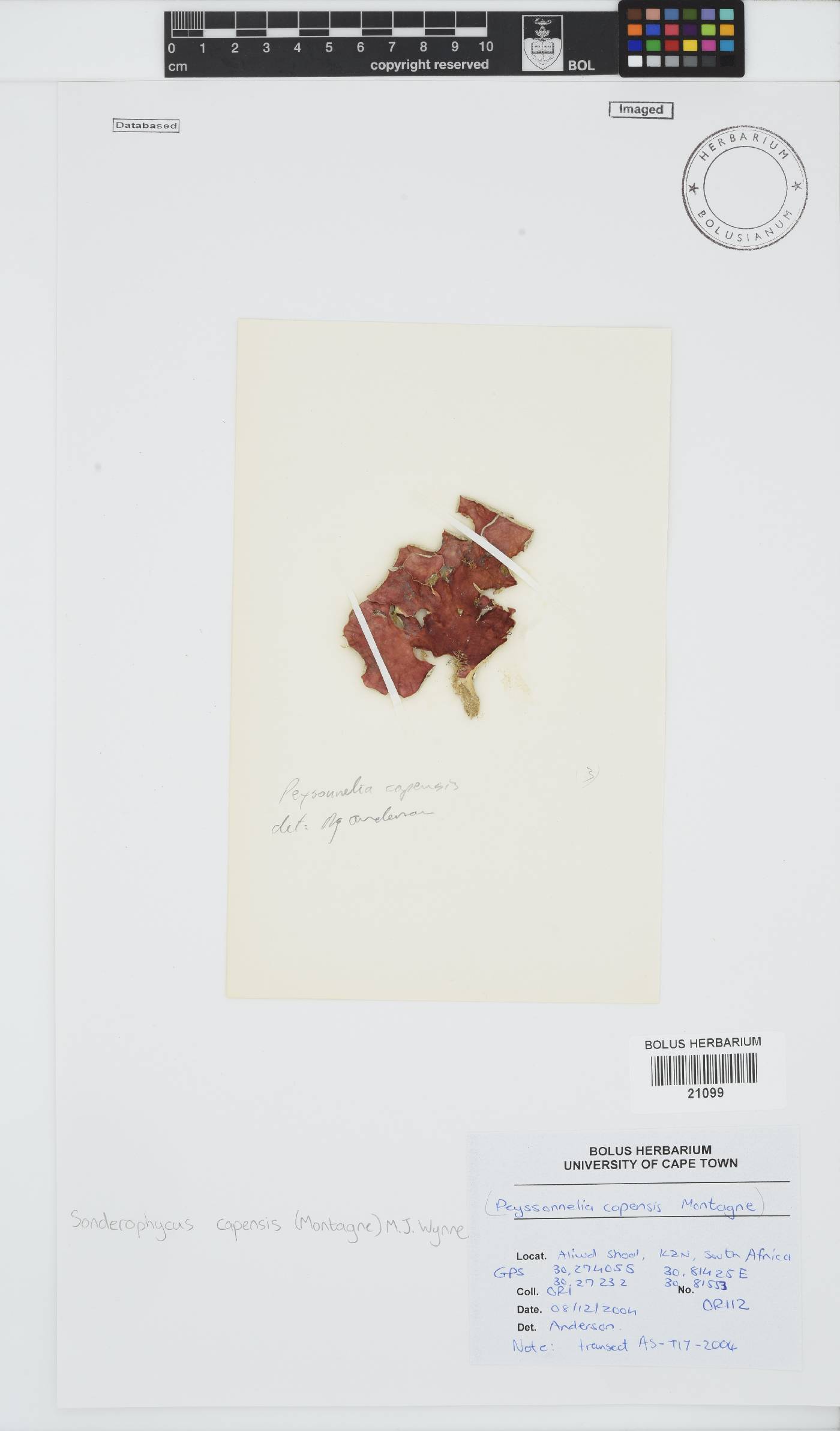 Sonderophycus capensis image