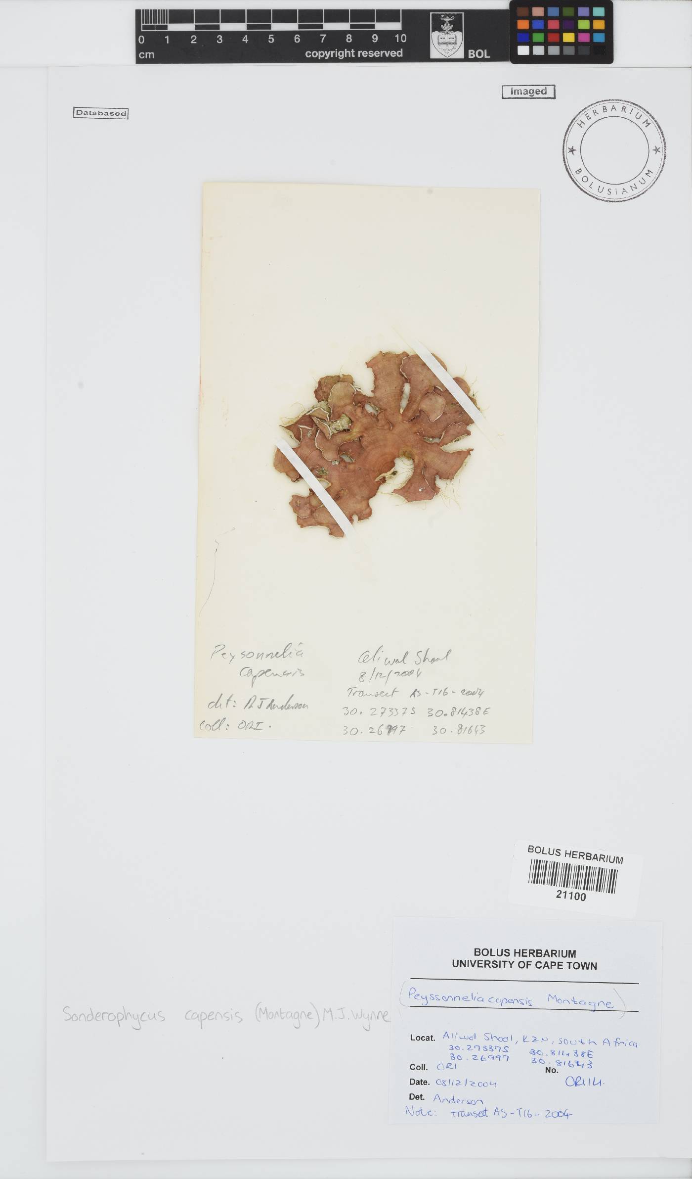 Sonderophycus capensis image