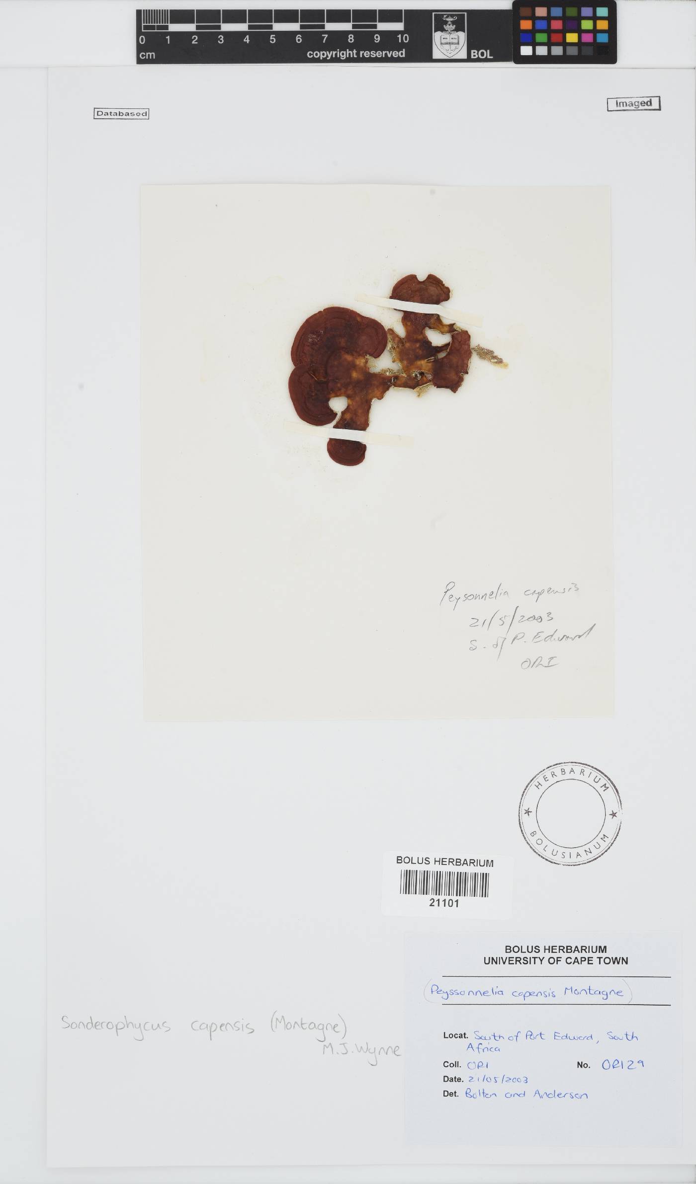 Sonderophycus capensis image