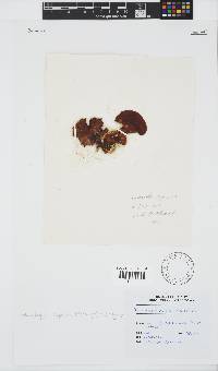 Sonderophycus capensis image