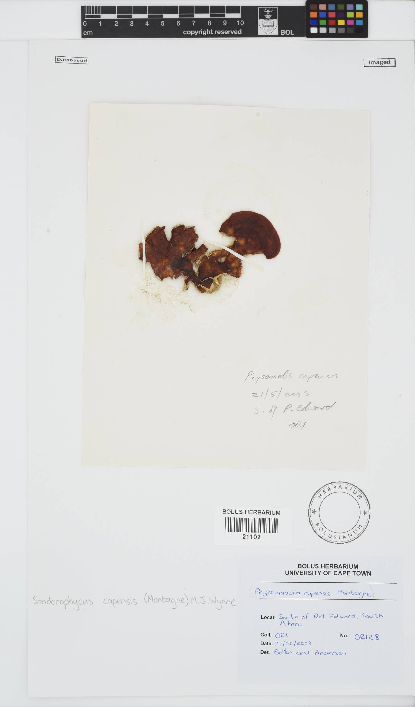 Sonderophycus capensis image