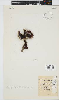 Sonderophycus capensis image