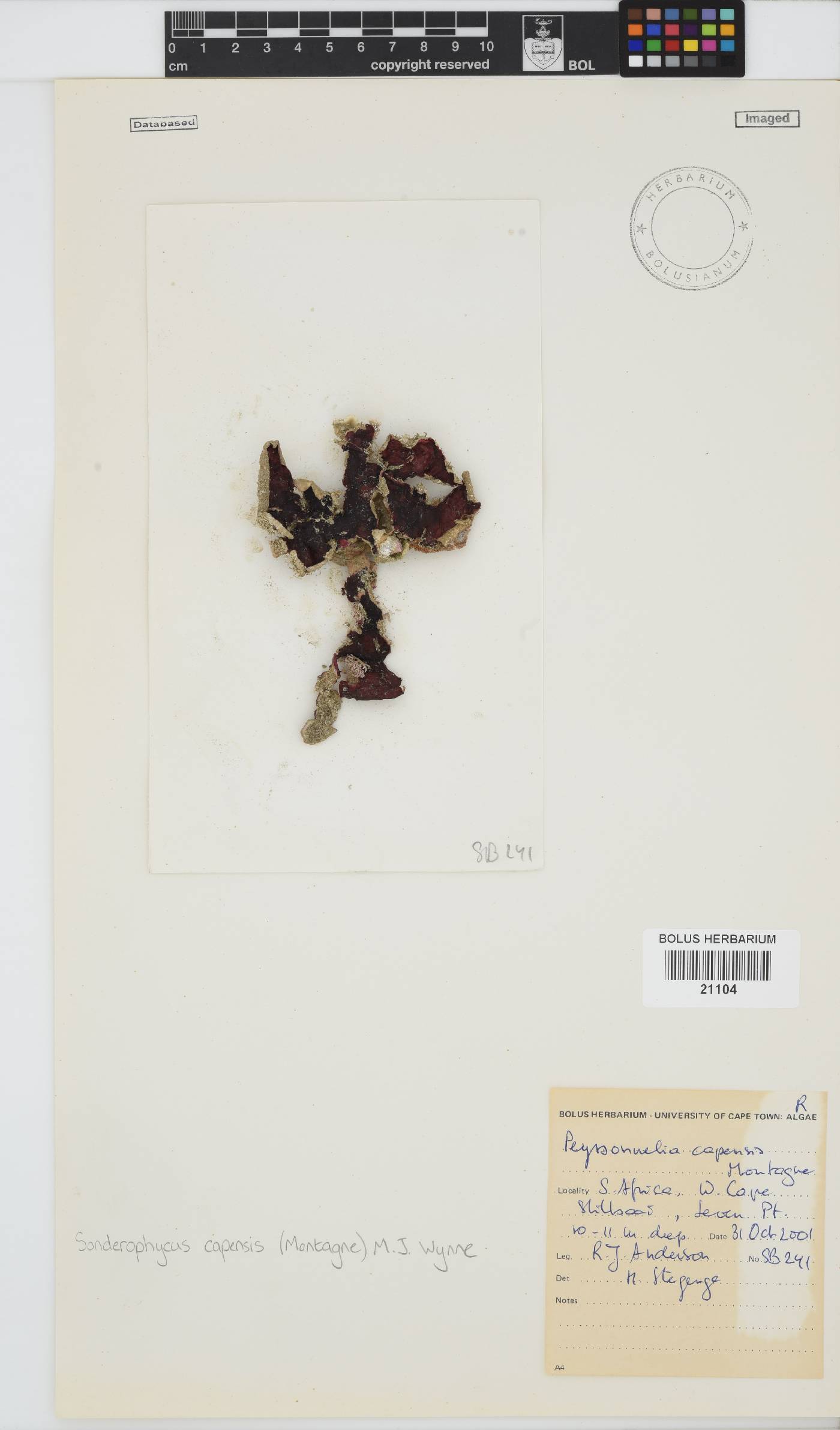 Sonderophycus capensis image