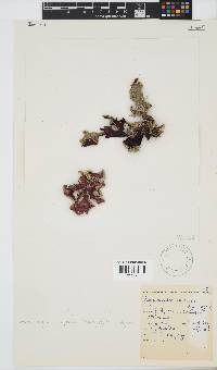 Sonderophycus capensis image