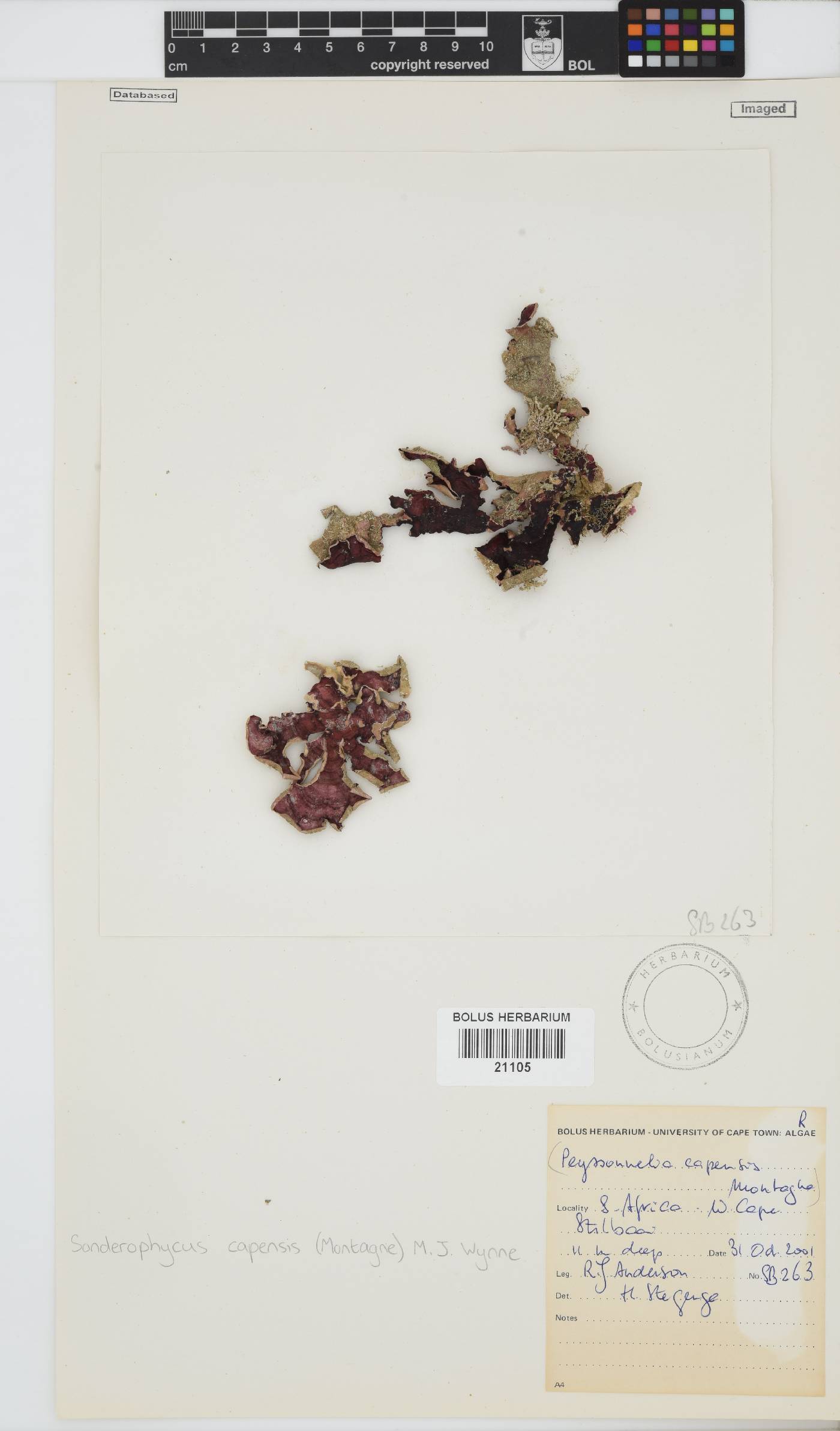Sonderophycus image