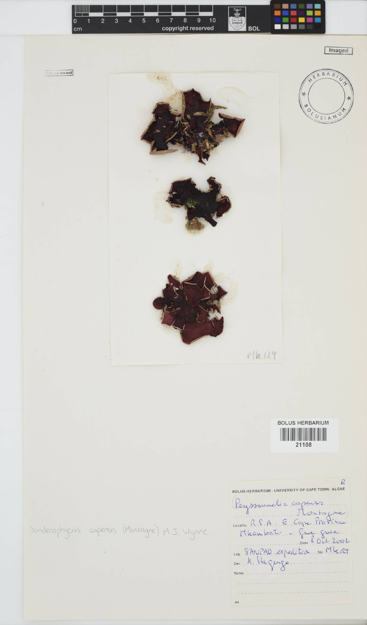 Sonderophycus capensis image