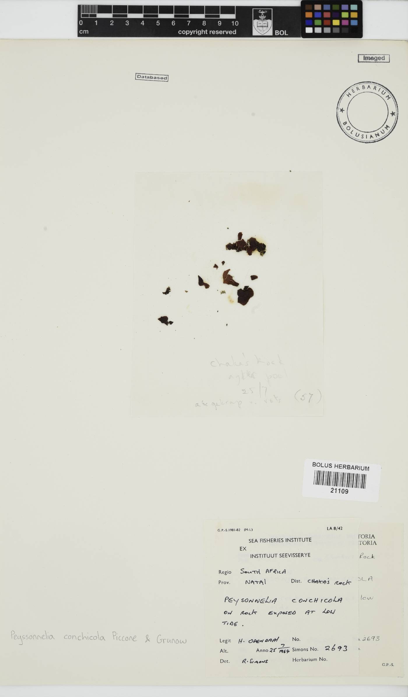 Peyssonnelia conchicola image
