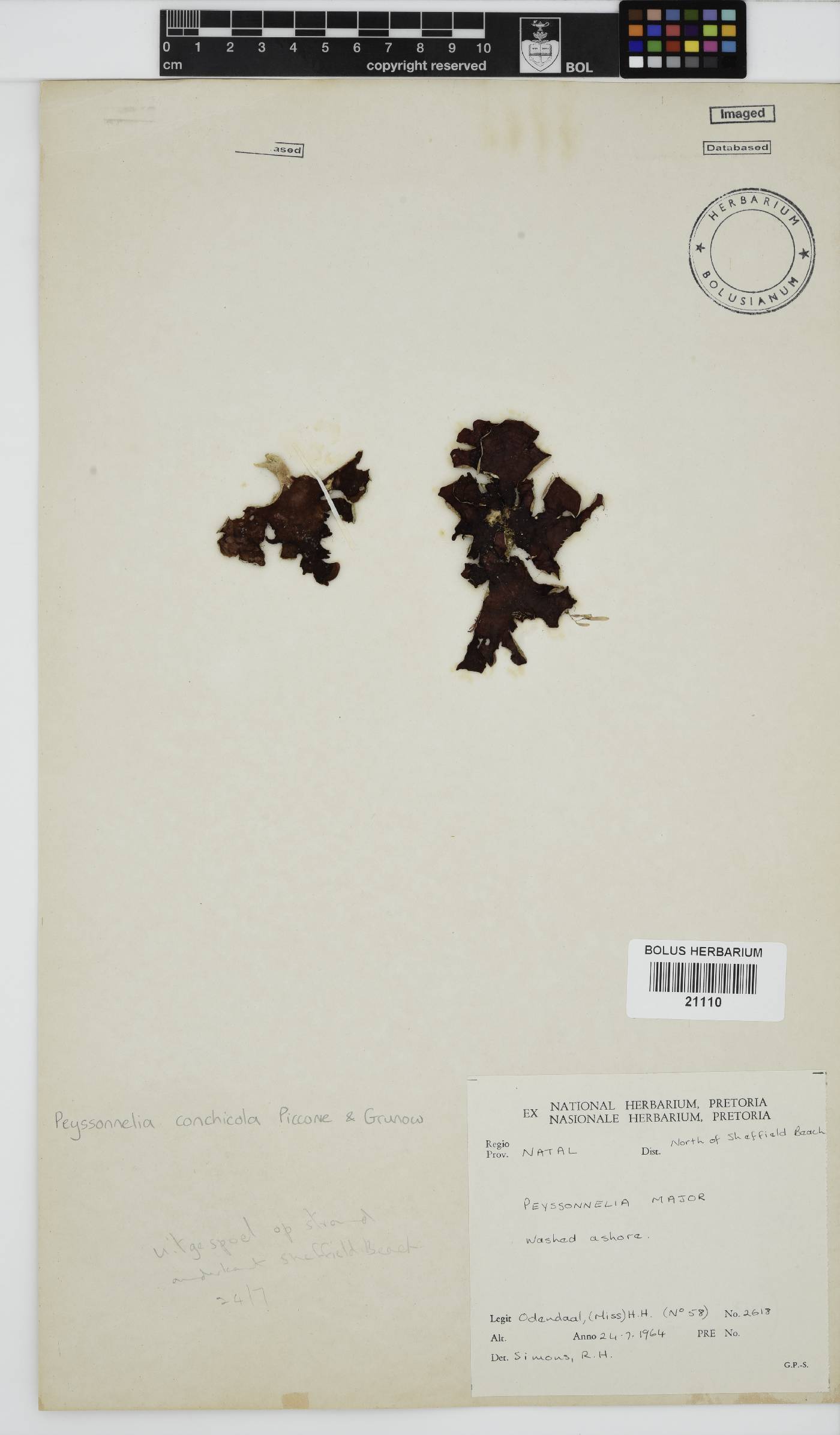 Peyssonnelia conchicola image