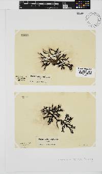 Image of Peyssonnelia replicata